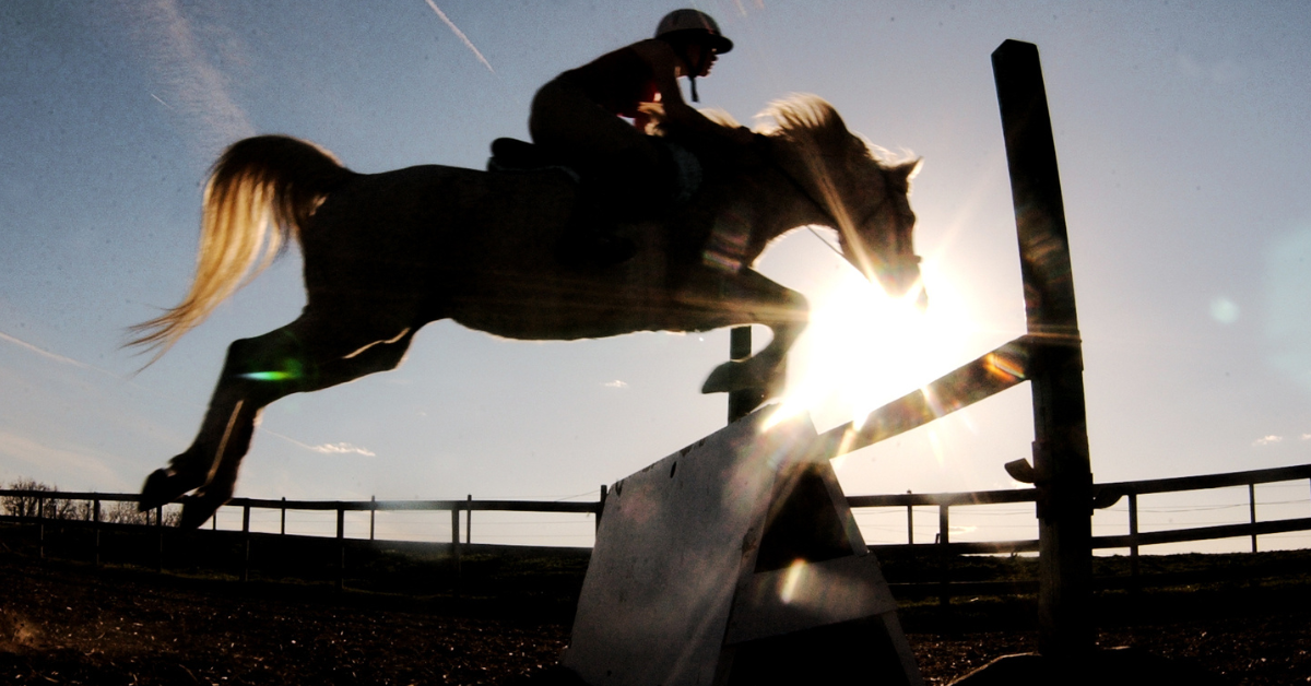 How High Can Horses Jump? Learn Olympic Show Jumping Heights
